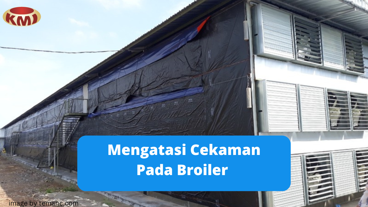 Ketahui Cara Atasi Cekaman Panas Bagi Peternak Broiler